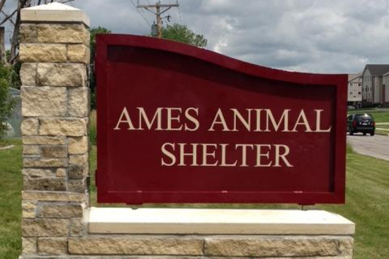 Fundraiser by Lexi Persons Ames Iowa Animal Shelter