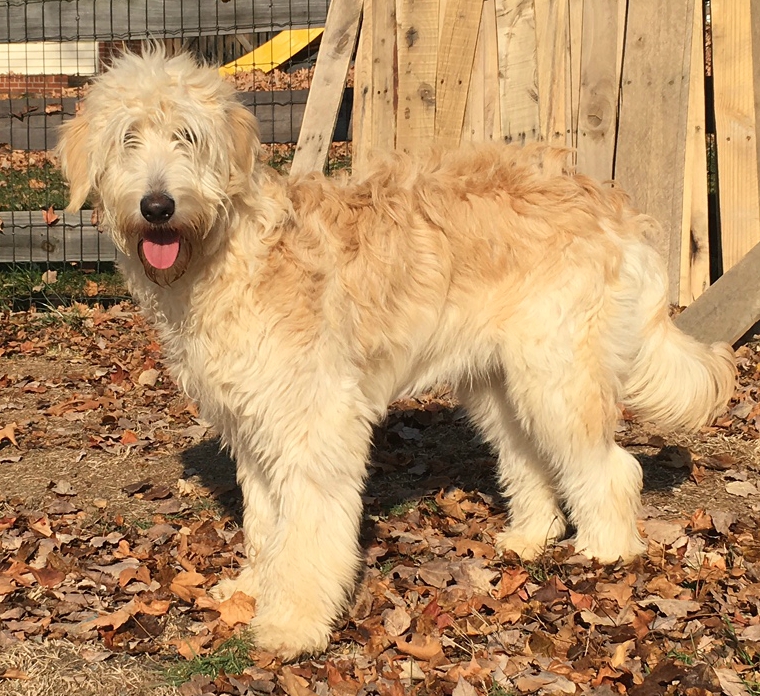 goldendoodle slippers