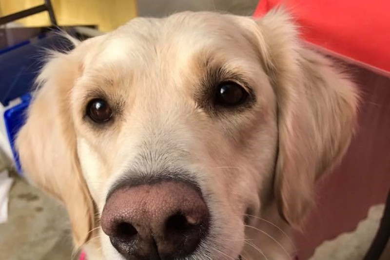 seva golden retriever rescue fundraiser by krom quot going beyond quot for goldens in need seva golden retriever rescue fundraiser by krom quot going beyond quot for goldens in need