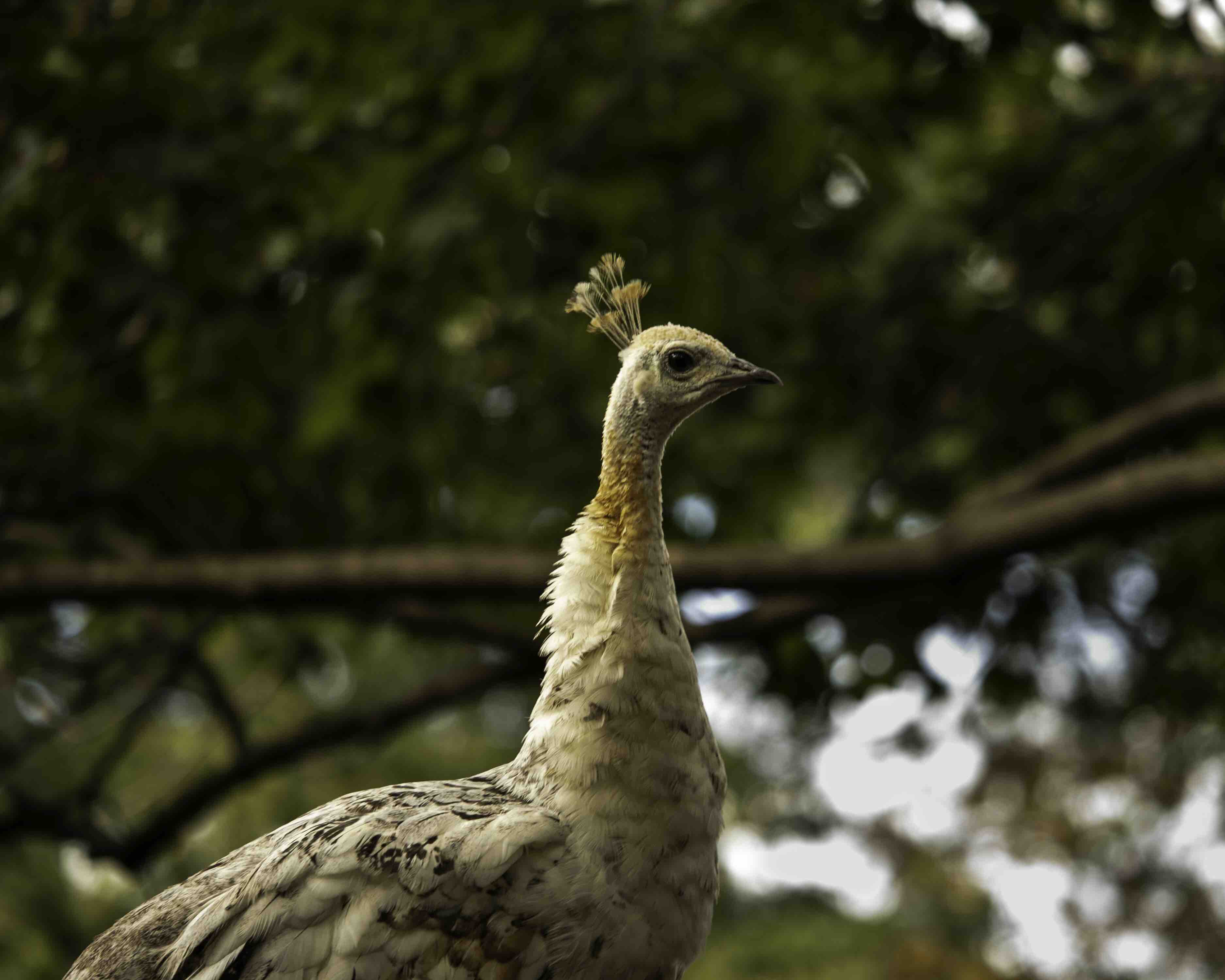 Fundraiser By Robert Schuster Help Save Schuster S Farm Sanctuary