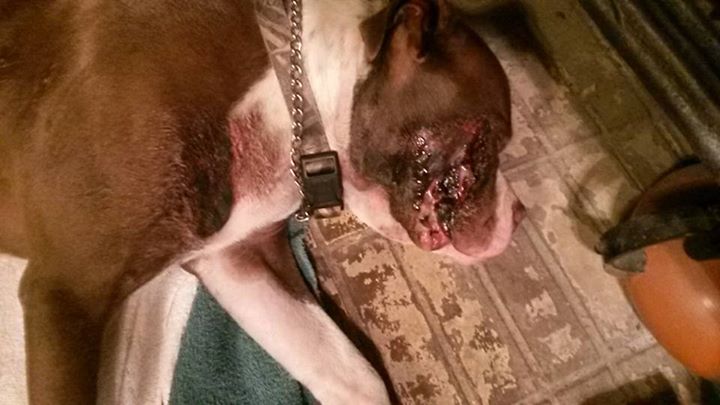 Dozers Recovery from cruelty photo