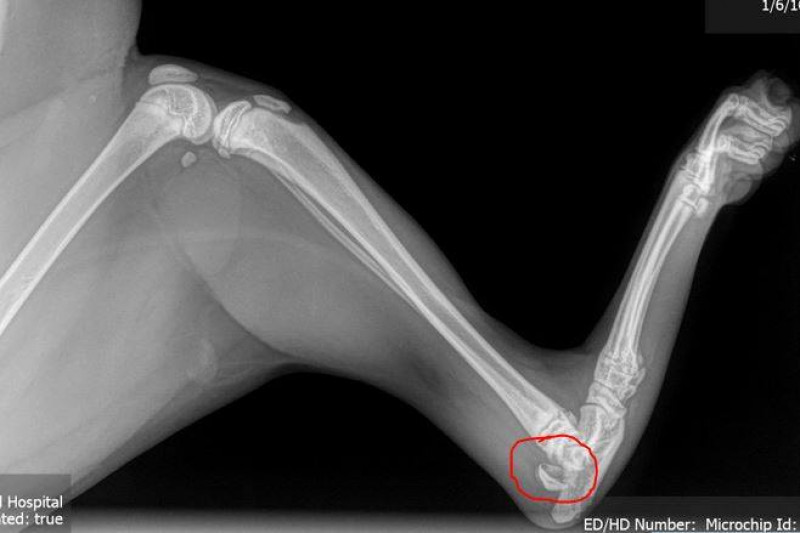 Fundraiser by Peg Lewis Rupert's Growth Plate Surgery