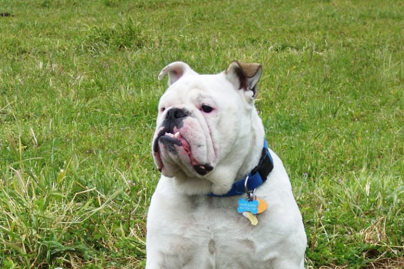 "Carls" medical bills photo