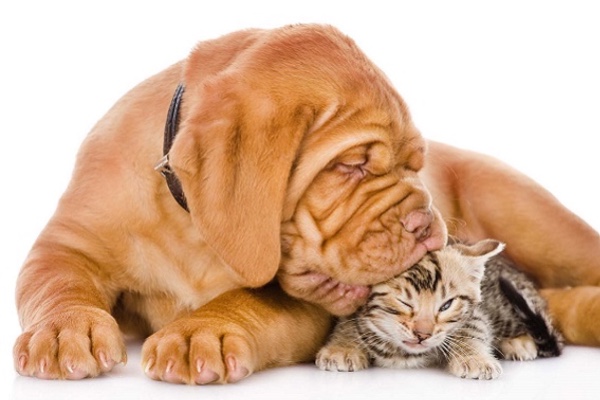 How To Train Cats To Get Along How To Train Cats To Get Along