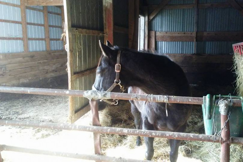 Fundraiser by SPCA in Cattaraugus County Cattaraugus County Horse Rescue