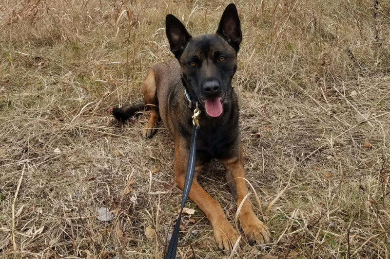 Fundraiser by ToniLynn Redmond Throw Away Dogs Project NJ K9s