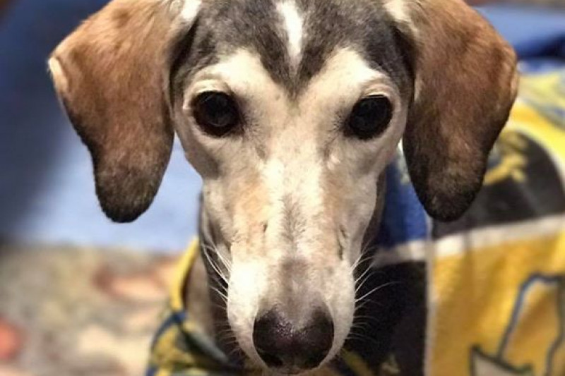 Fundraiser by Ilene Reeve Help Me Bring Dogs from Dubai