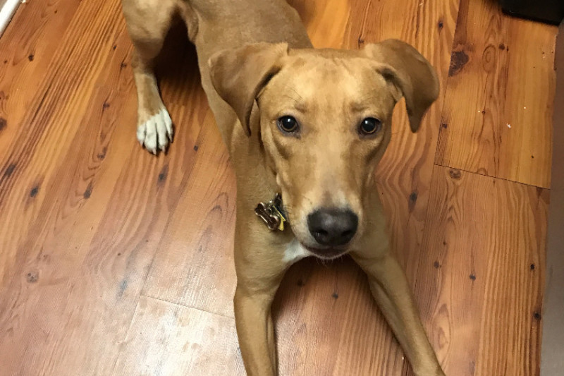 Zora's Medical Fund photo