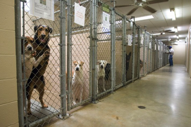 Fundraiser by Sean Kent : Help Animals in Shelters