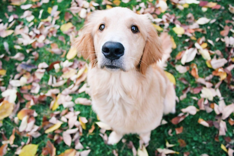 Help for Clementine's Surgery! photo