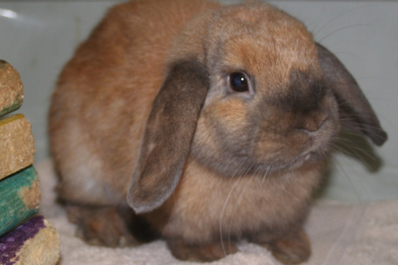 Fundraiser by Judi Inglis Vet Bills for Special Needs Rabbits