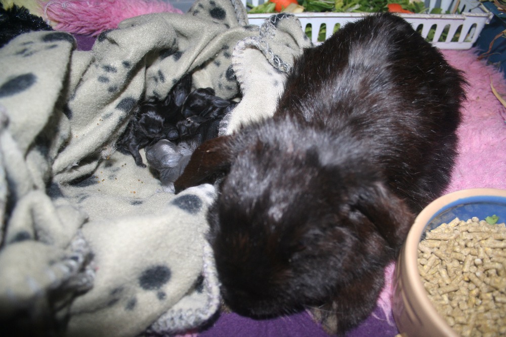 Fundraiser by Judi Inglis Vet Bills for Special Needs Rabbits