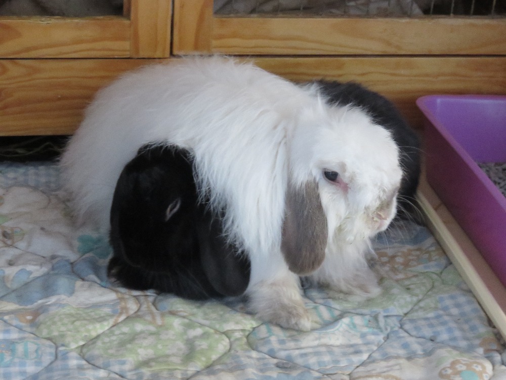 Fundraiser by Judi Inglis Vet Bills for Special Needs Rabbits