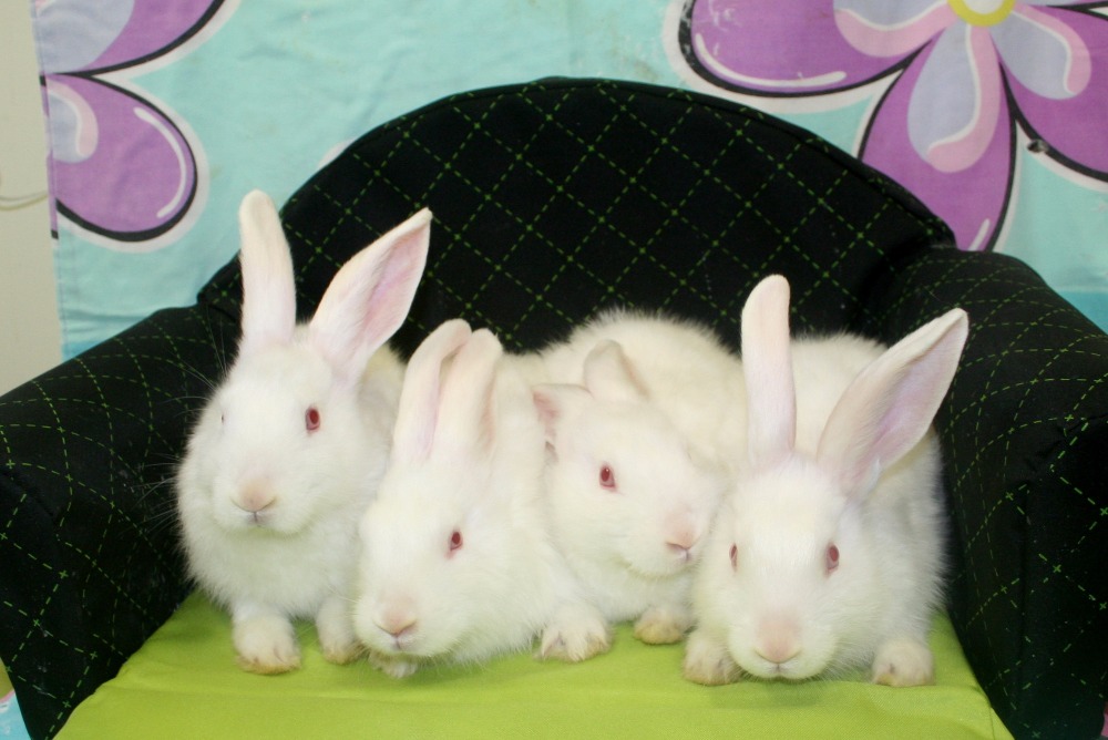 Fundraiser by Judi Inglis Vet Bills for Special Needs Rabbits