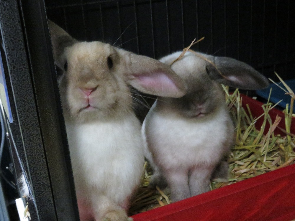 Fundraiser by Judi Inglis Vet Bills for Special Needs Rabbits