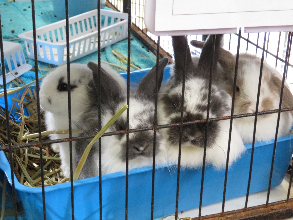 Fundraiser by Judi Inglis Vet Bills for Special Needs Rabbits