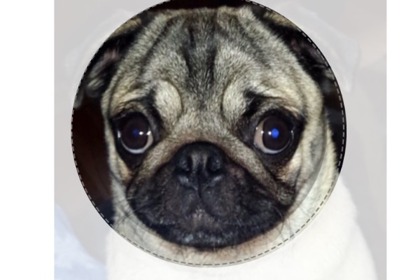 buy pug fundraiser by help me buy a pug popsocket buy pug fundraiser by help me buy a pug popsocket