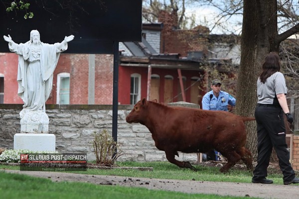 Fundraiser For The Gentle Barn Foundation By Adam Brewer Save