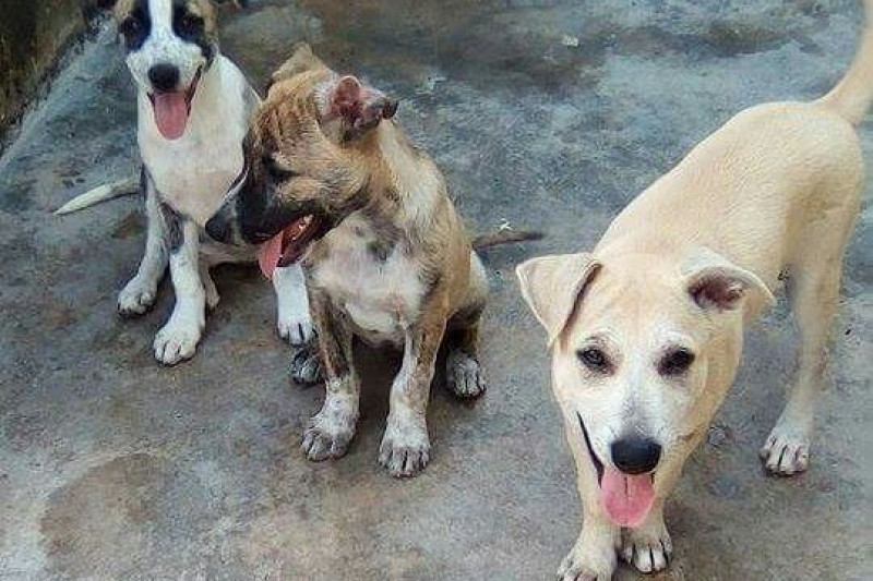 fundraiser by ana cisneros spay neuter a dog in el salvador