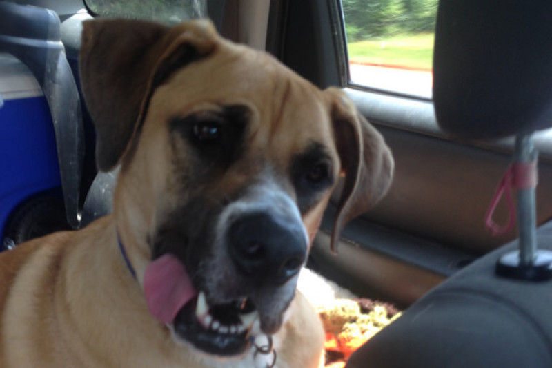 Handsom Samson's Emergency Surgery photo