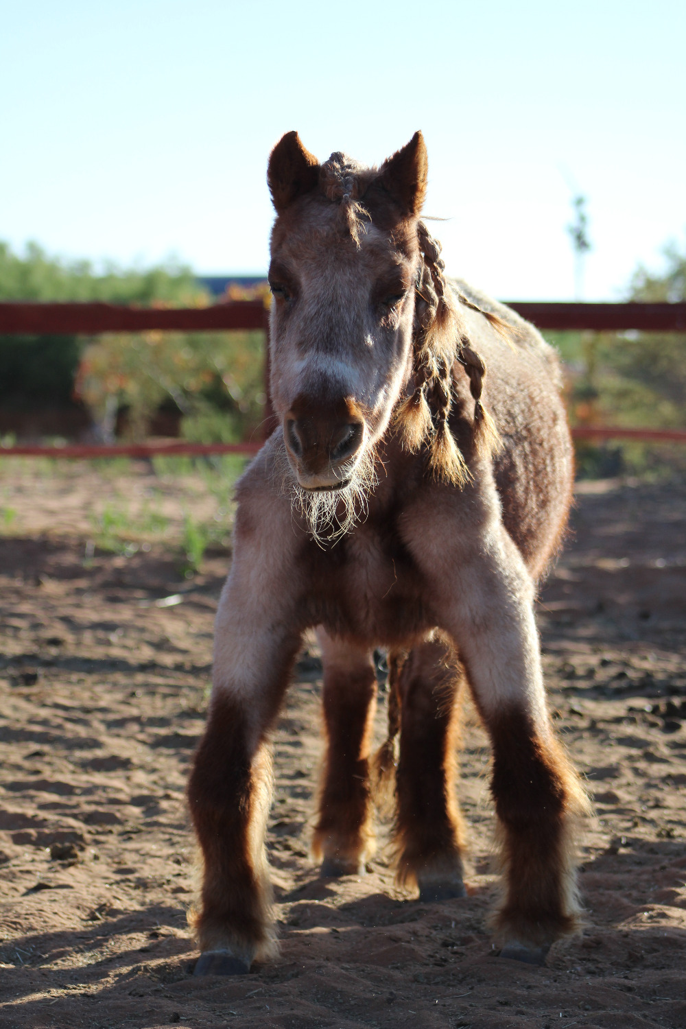 Fundraiser by Marisa Romero Mini Horse Rescue Fundraising