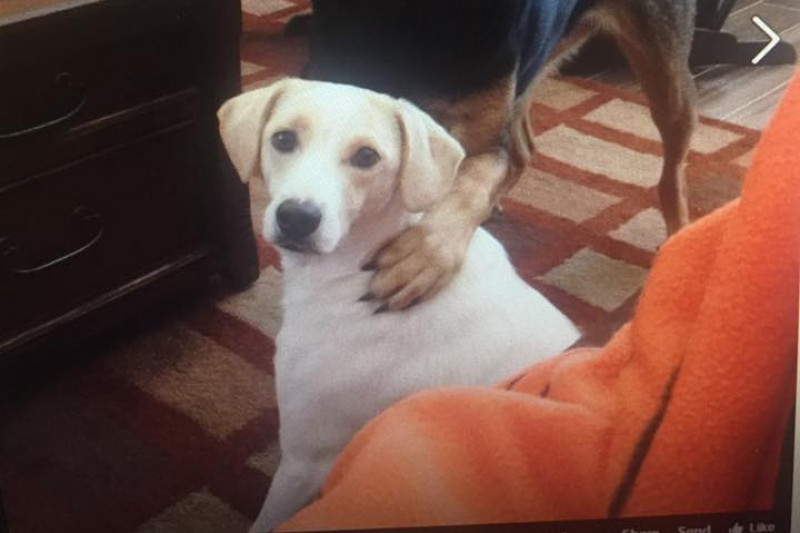 Fundraiser by Krista Lenore Hughes Reggie's Esophagus Surgery