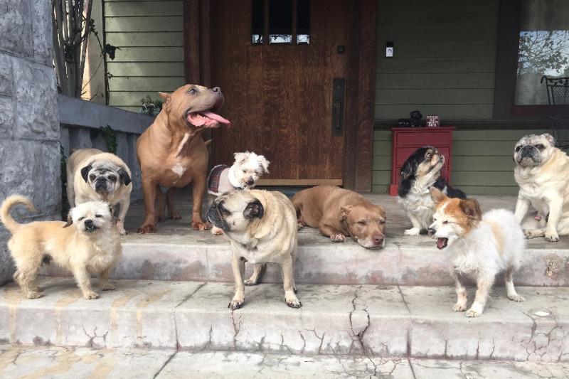vintage dog rescue vintage dog rescue