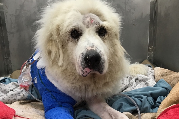Hit By Vehicle and Left to Die photo