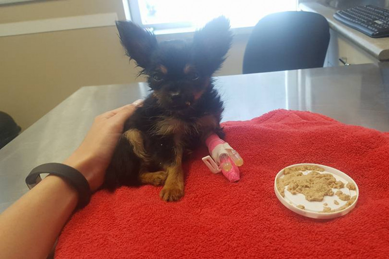 Help Save Baby Spike photo