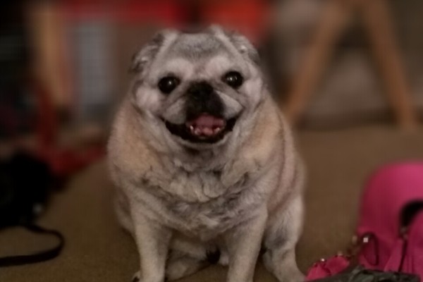 Veterinary Emergency. Pug, dog, pet photo