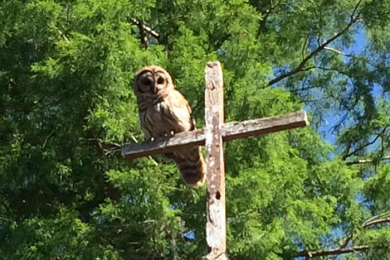 Fundraiser by Lance er Restore Our Lady of Blind River