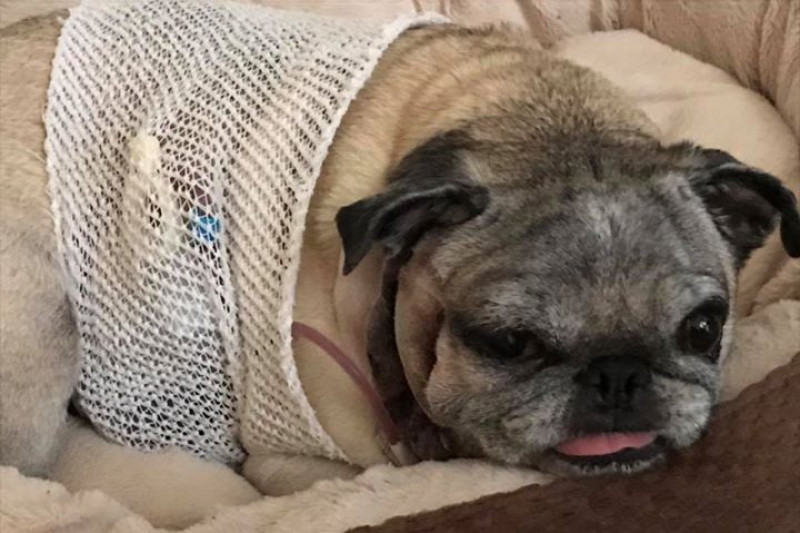 peggy the pug peggy the pug