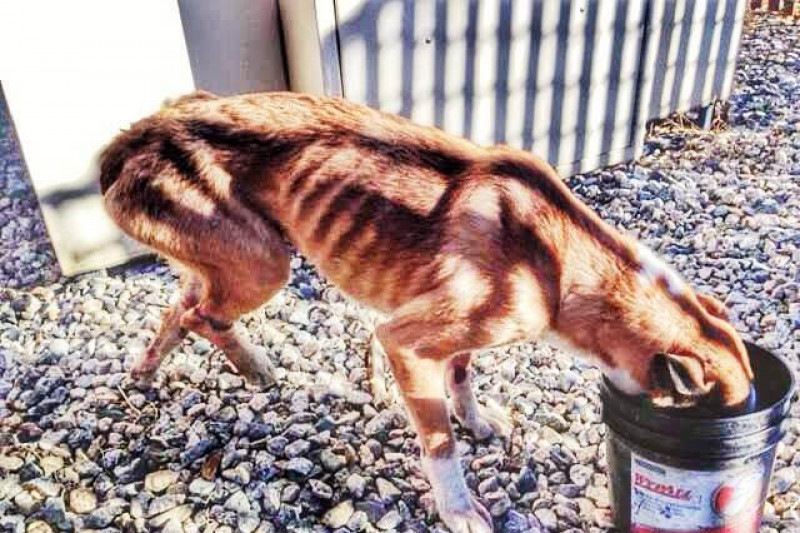 marleys mutts dog rescue marleys mutts dog rescue