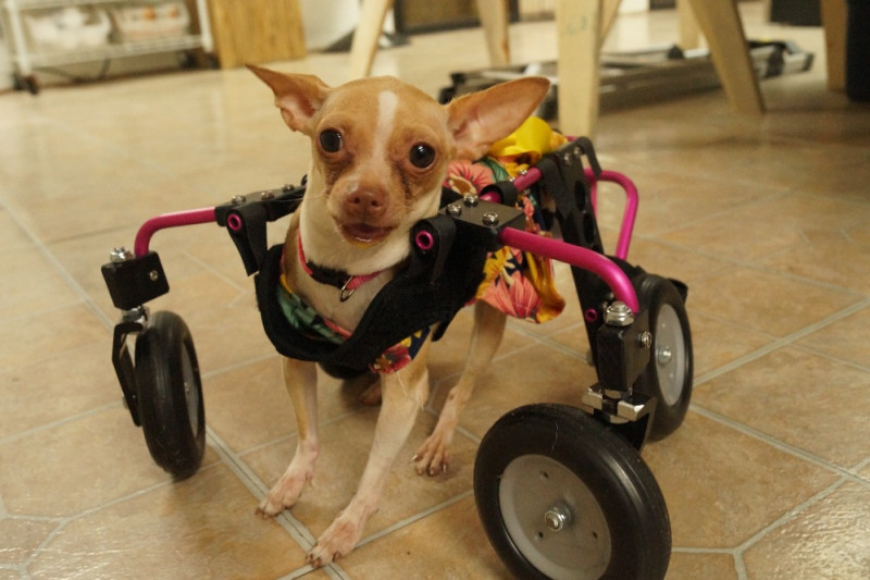 Spendenaktion von Linda Nelson Saving Carlee, a Special Needs Dog