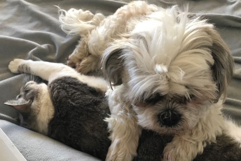 Help with Fur Kids surgeries photo