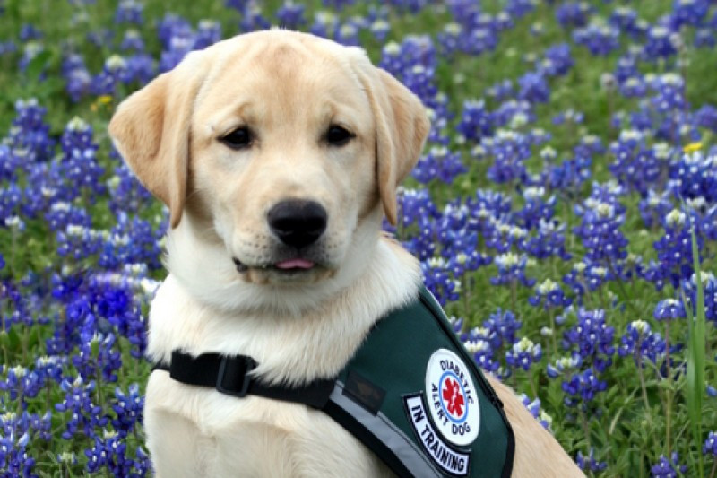 Click here to support Diabetic Alert Dog for Autumn organized by Autumn Armstrong