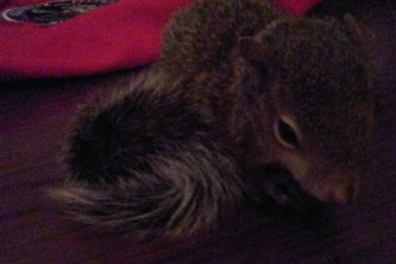 fundraiser by robin jones squirrel nutz