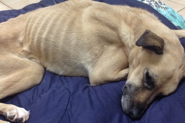 Fundraiser For Barry Heim By Heather Rivendell Please Help Amber