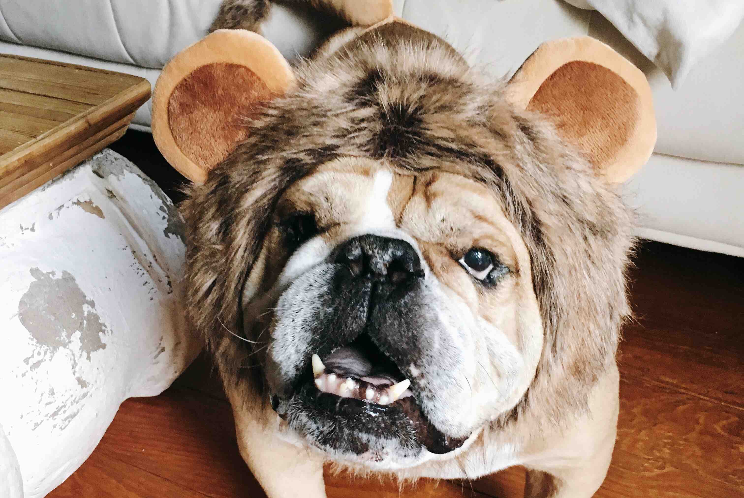 vets for bulldogs near me