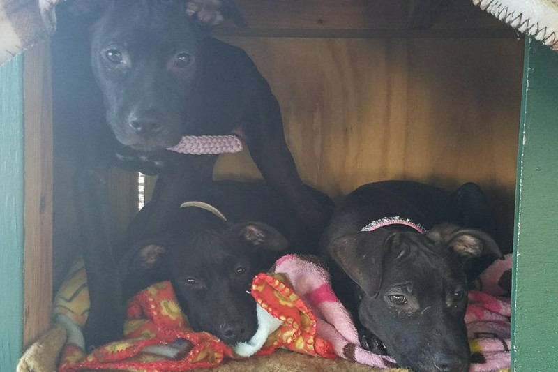 Fundraiser by Humane Society Of Pasco Our Pets Need Your Help