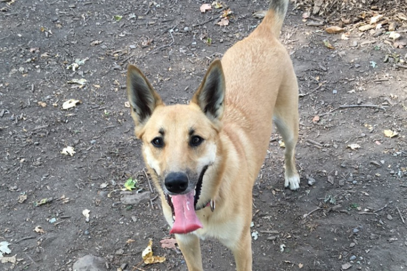 Help Kanga get Knee Surgery photo