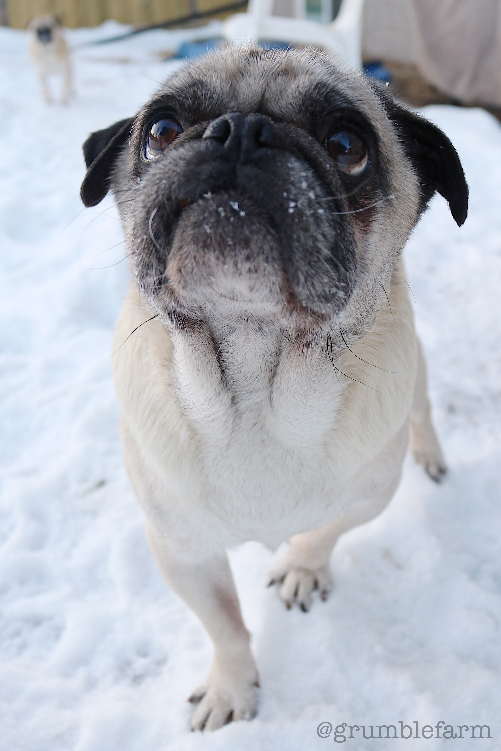 Deutsch To A Guide Pugs Hookup Deutsch To A Guide Pugs Hookup