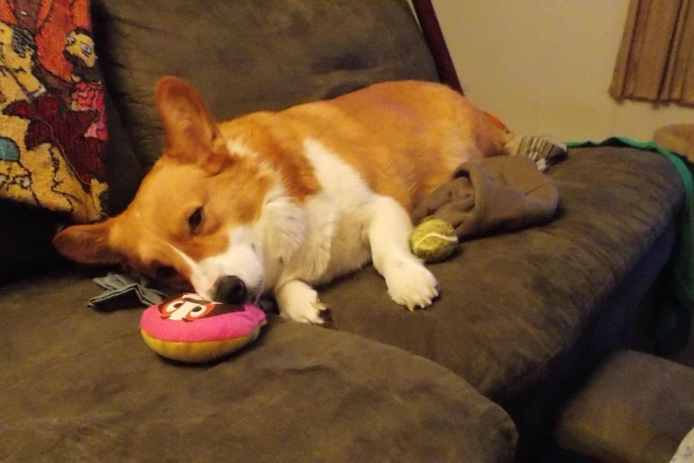 Help Yoshi the Corgi Walk Again photo