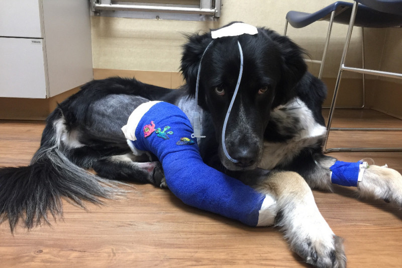 Help Blue Run Again! photo