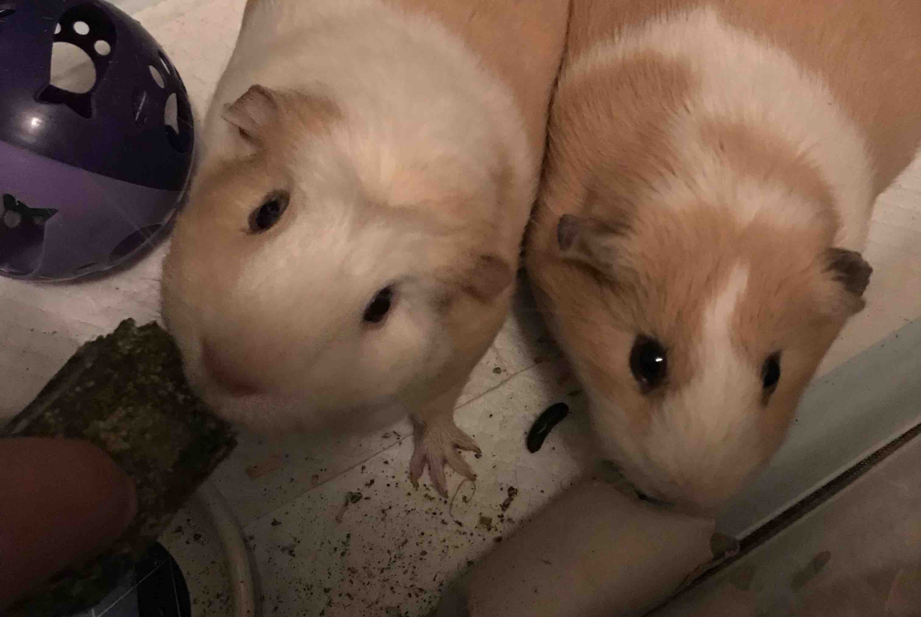 fundraiser by jordyn leach guinea pig vet costs guinea pig vet