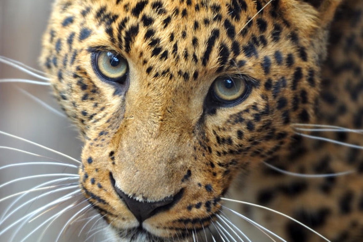 Fundraiser by Abby Schmude : Save the Amur Leopard!