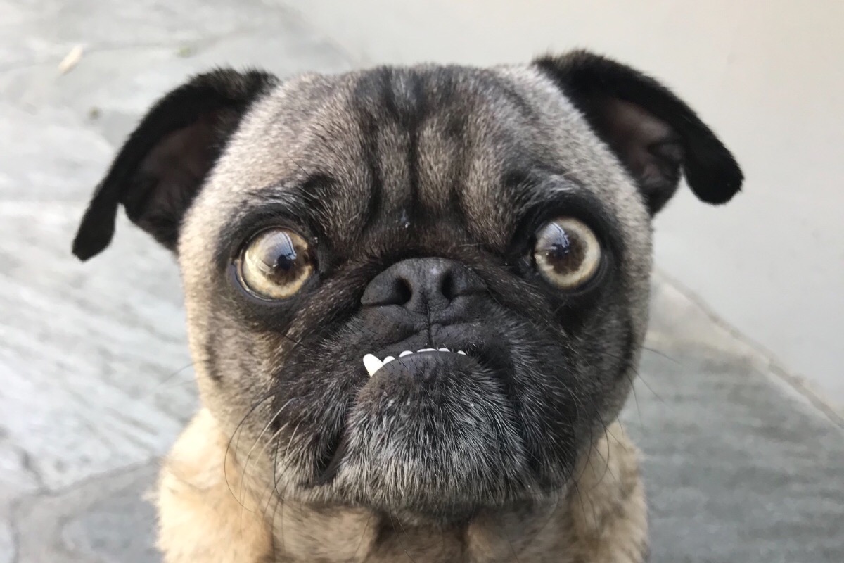 Ozzy Needs Surgery photo