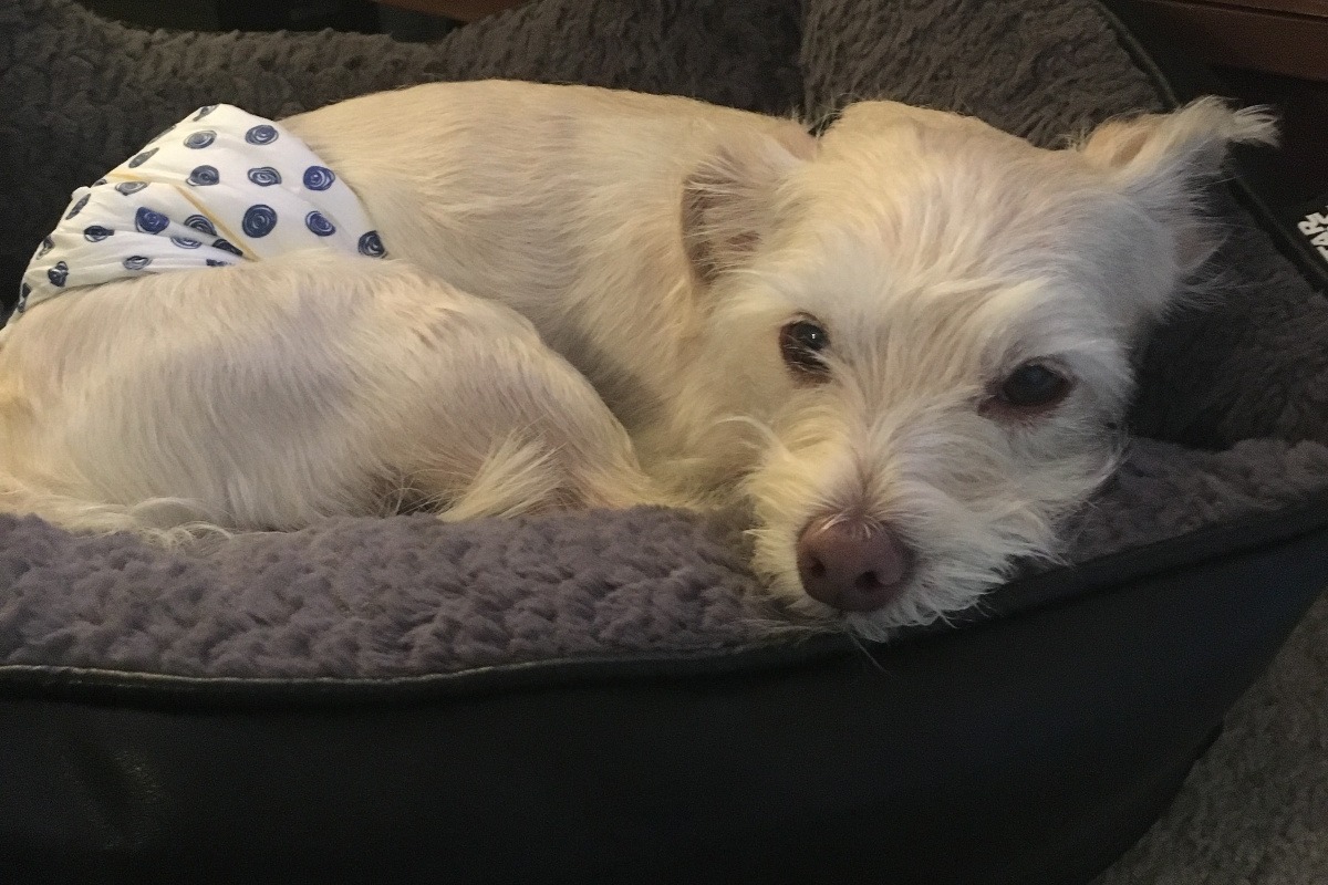 Fundraiser by Andrew Scheele : Help Save Harry