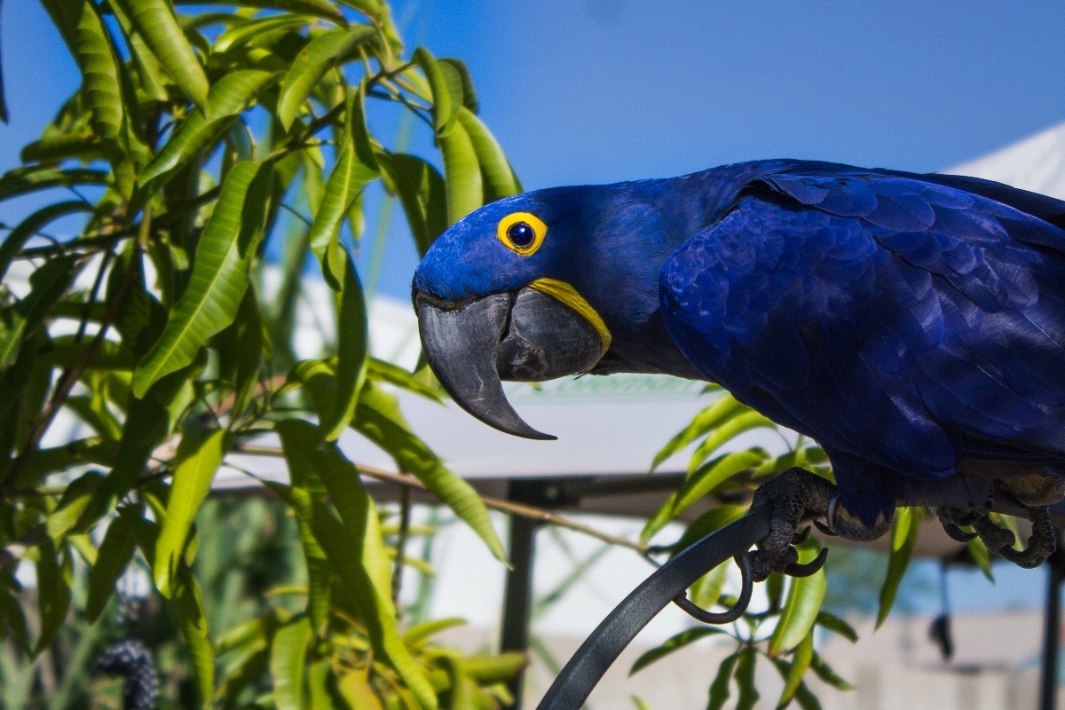 wildlife rescue birds