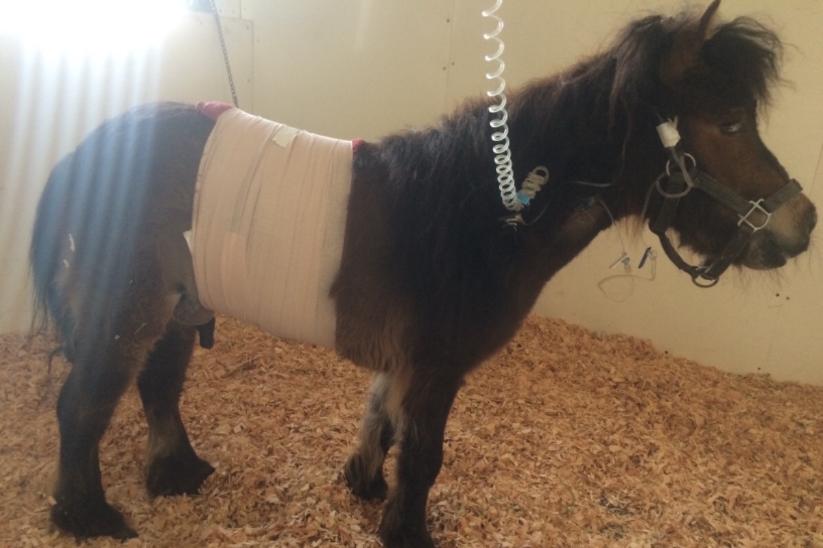 Fundraiser By Holly Broderick Tuffy The Mini Horse Surgery